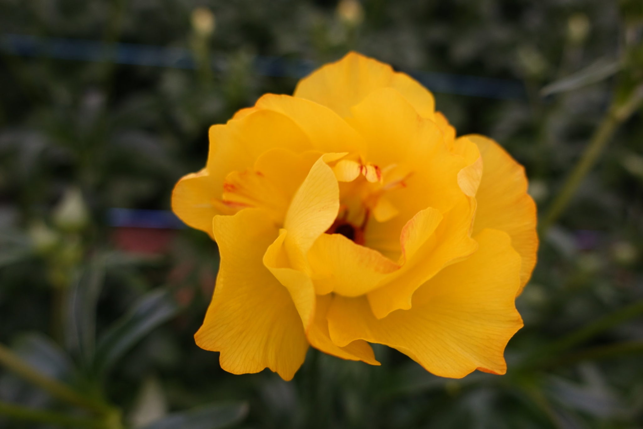 Artemis® Monarch Flowers