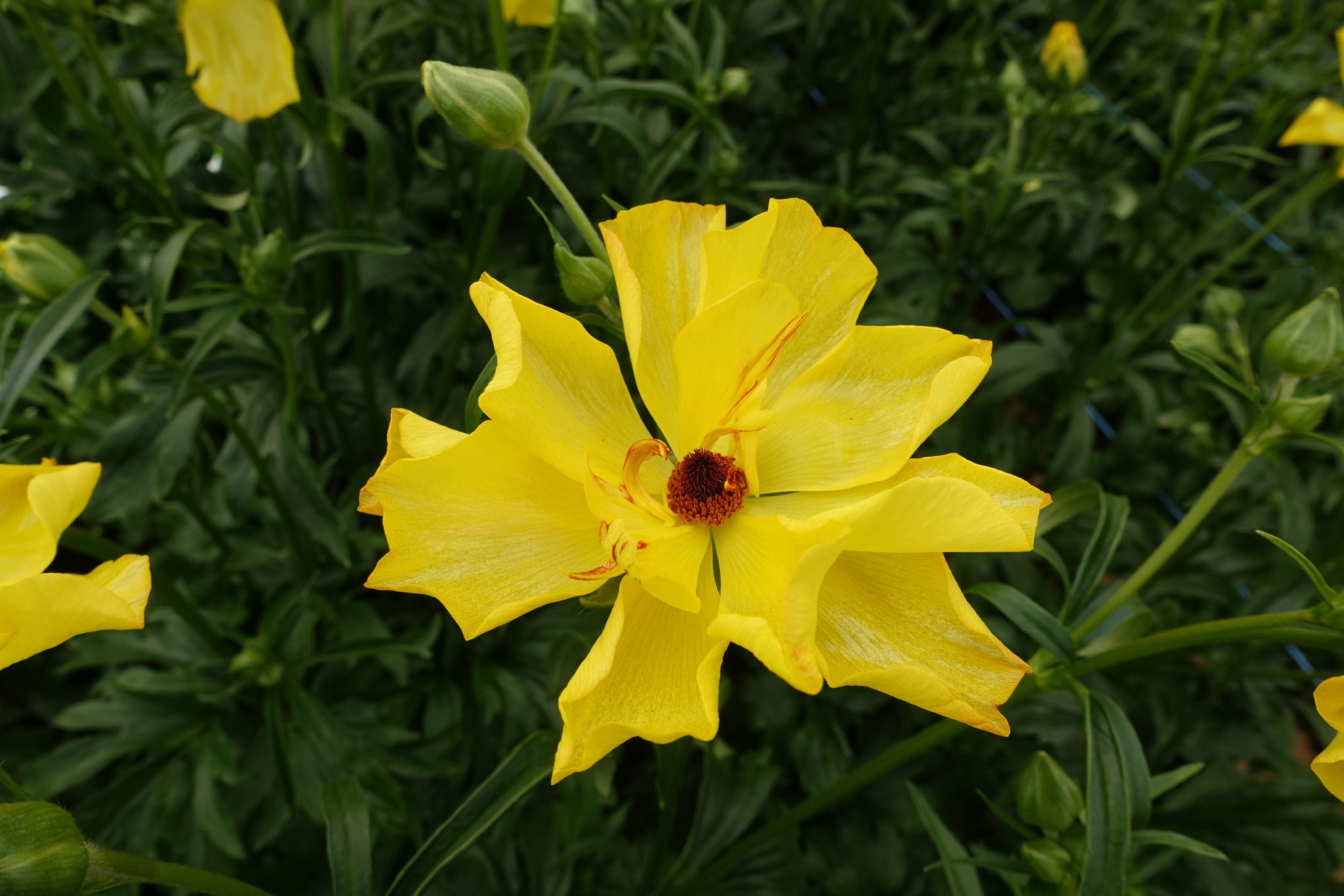 Artemis® Monarch Flowers