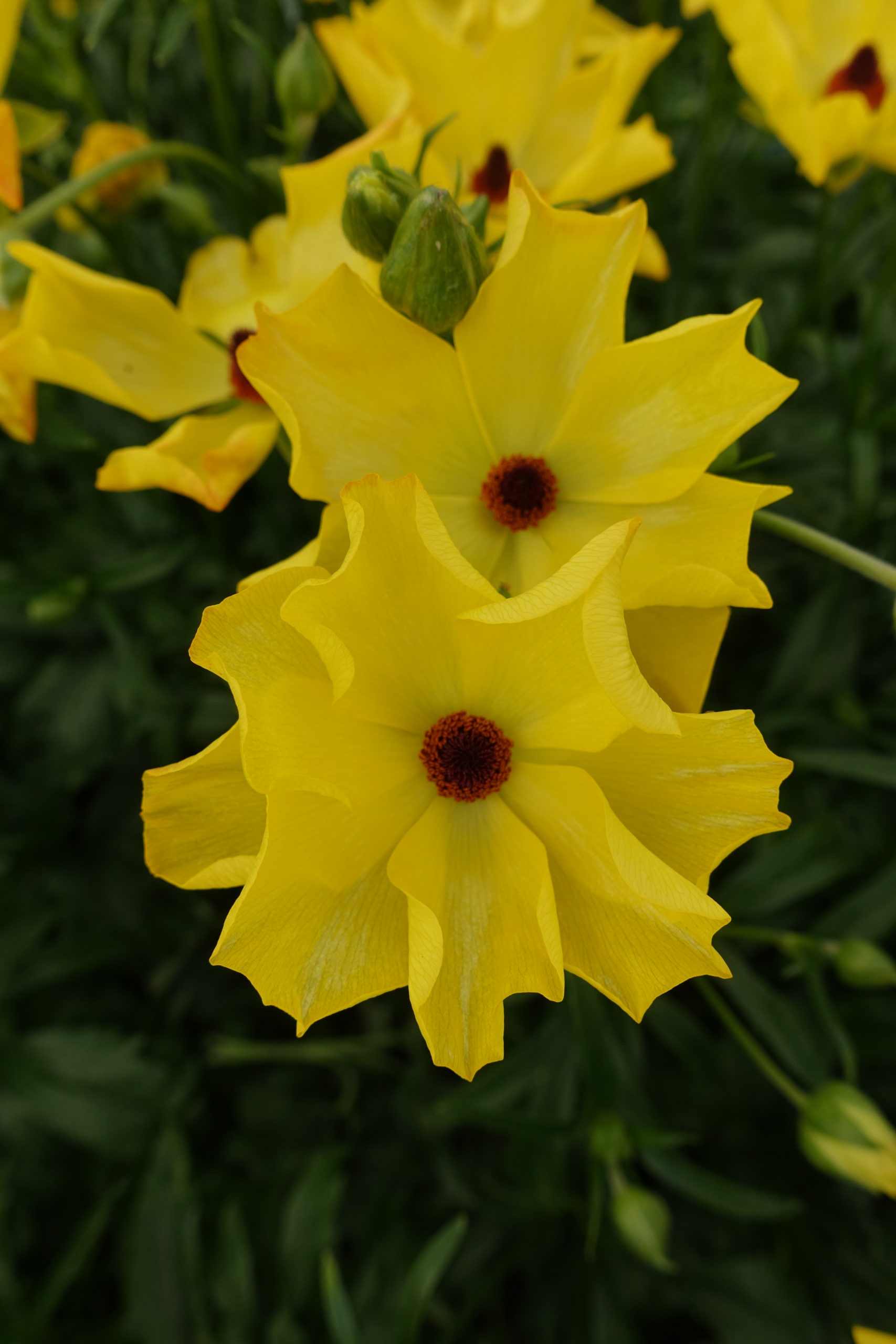Artemis® Monarch Flowers