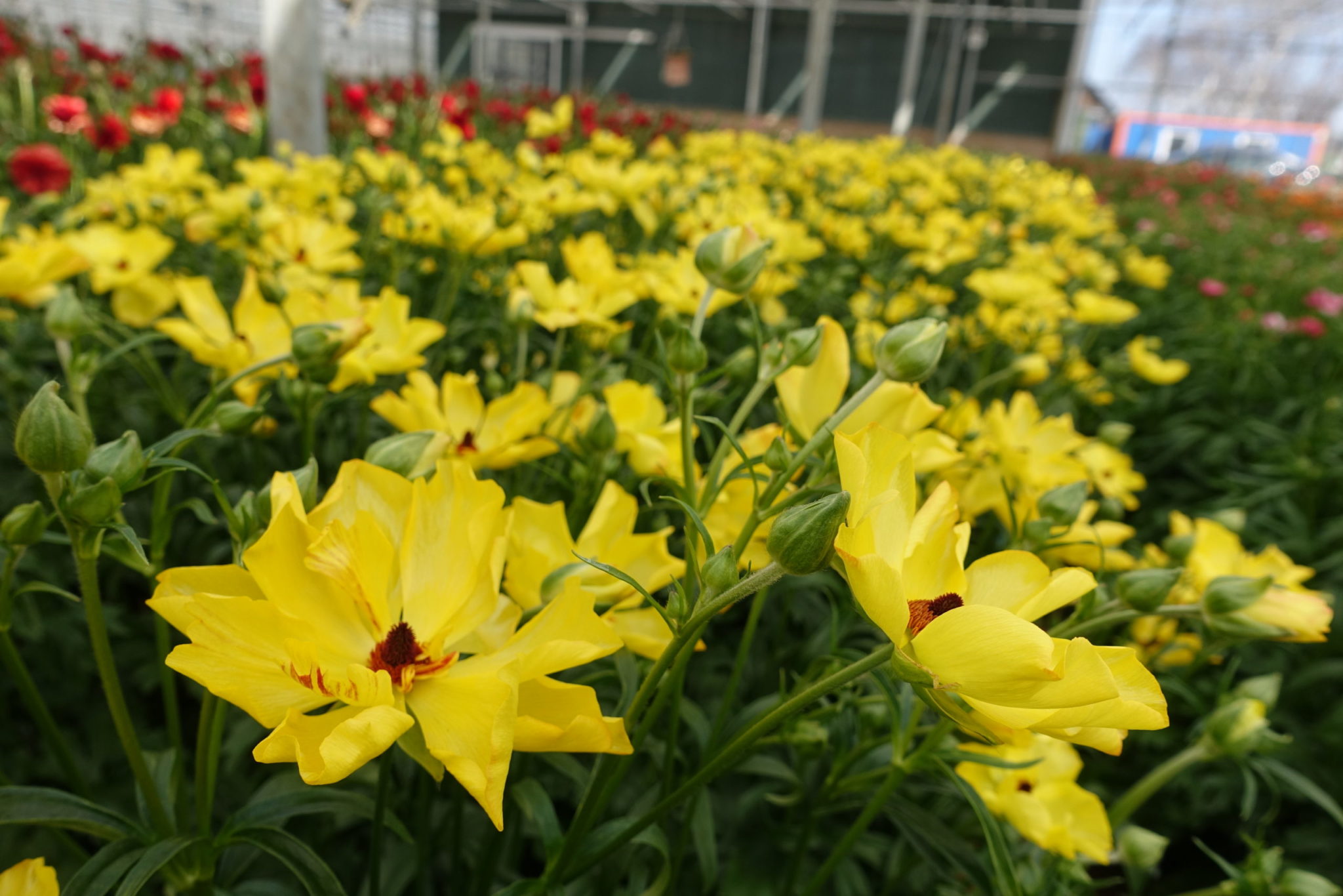 Artemis® Monarch Flowers